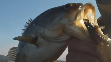 Ned Rig With Nick The Informative Fisherman