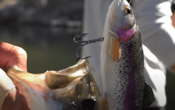 Post Spawn Bass Fishing