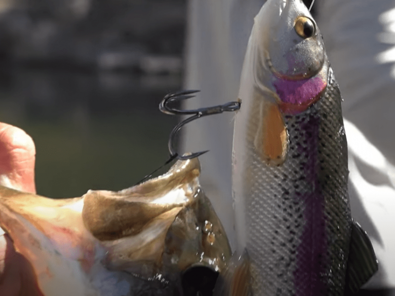Post Spawn Bass Fishing