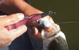 How To Fish Summer Bas